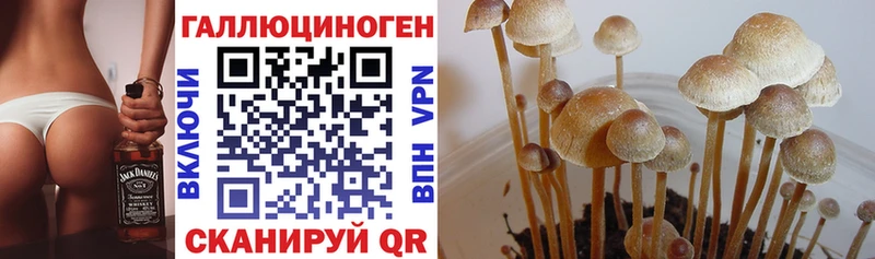 Галлюциногенные грибы мицелий  Пестово 